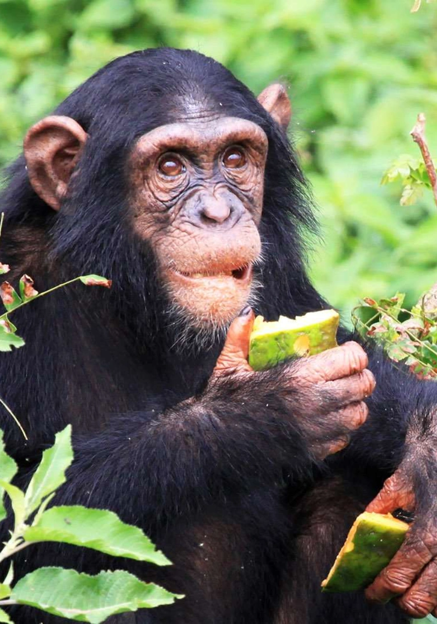 kibale-national-park-6