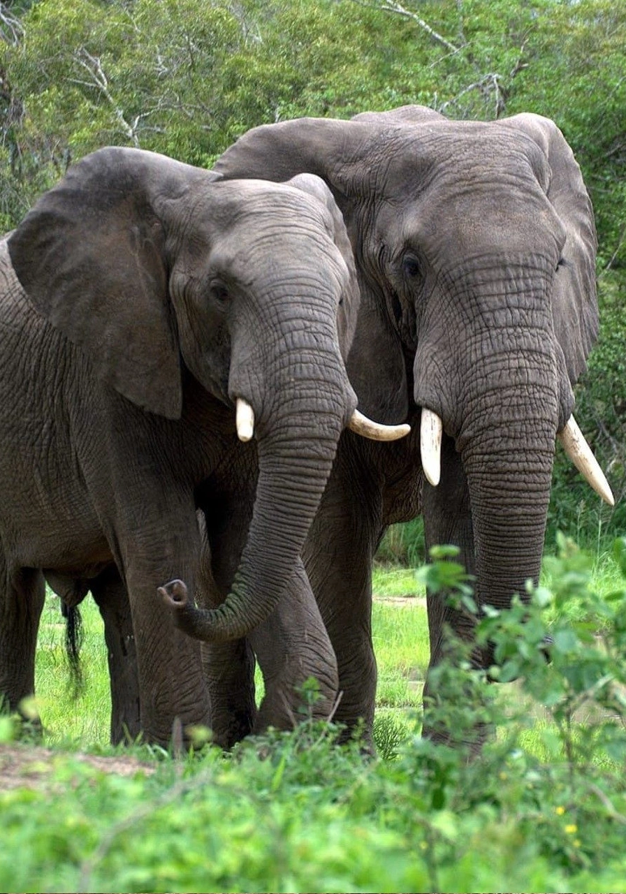 kibale-national-park-7