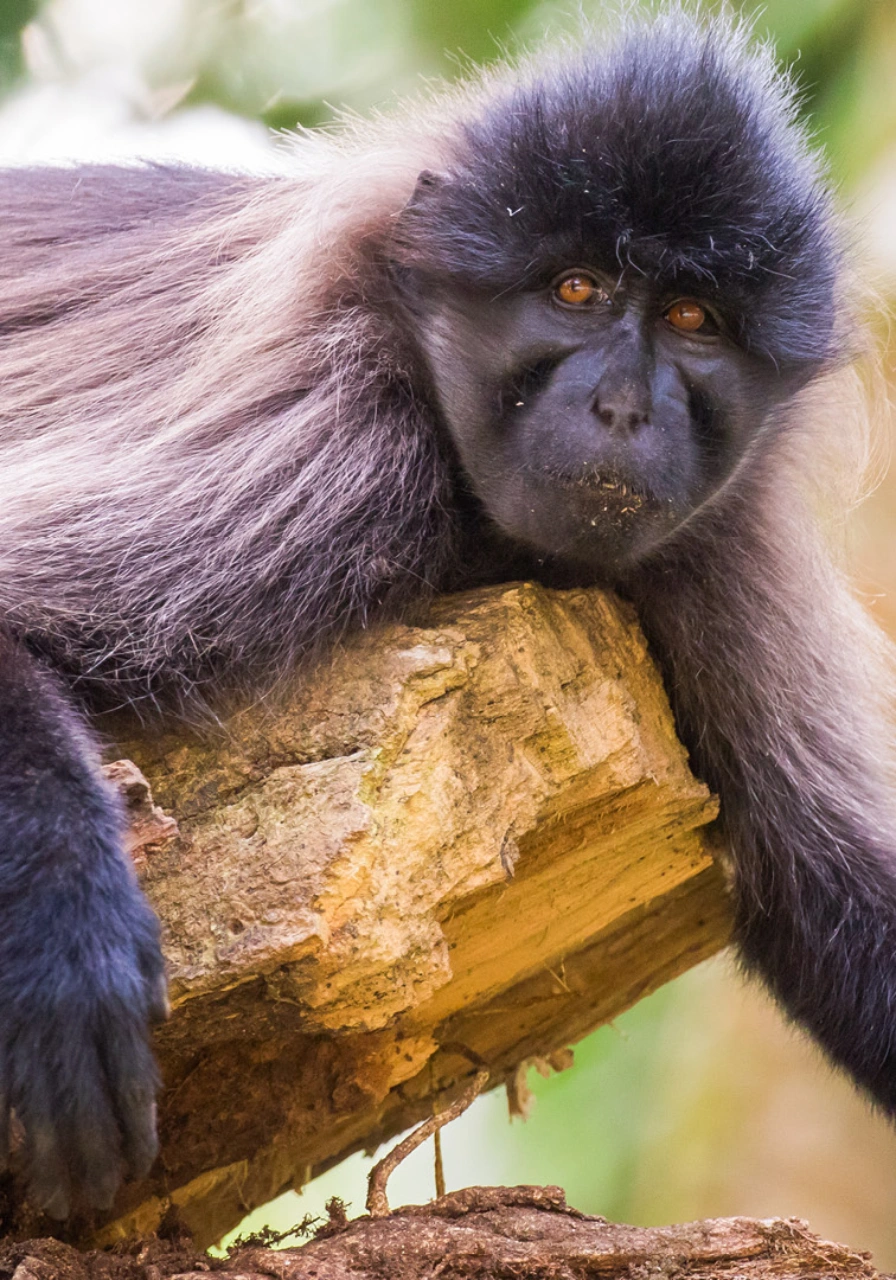 kibale-national-park-8