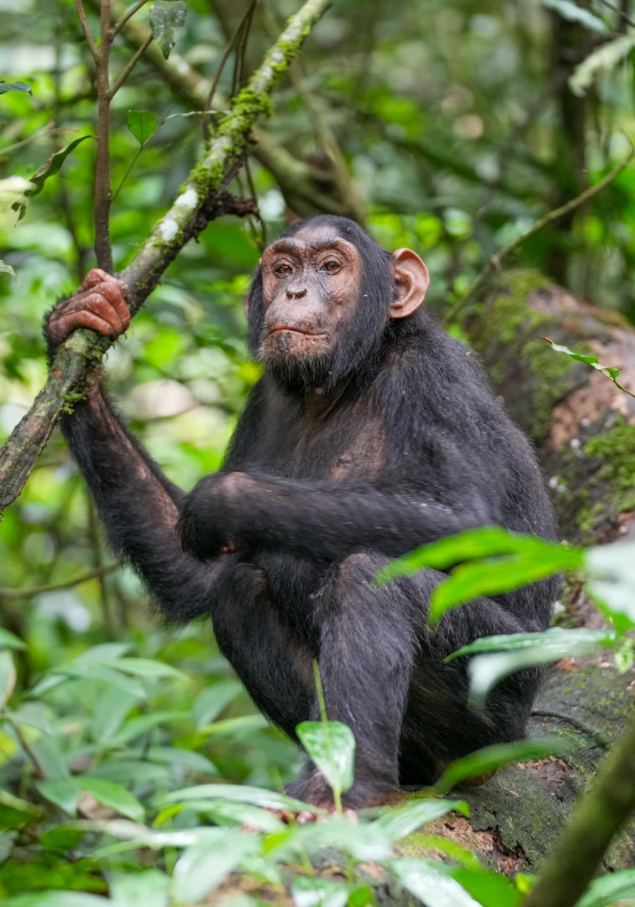 kibale-national-park-9