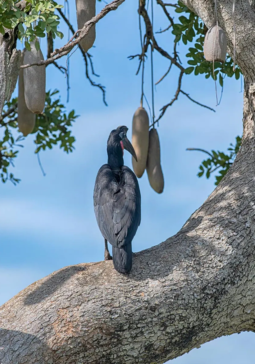 kidepo-valley-national-park-5