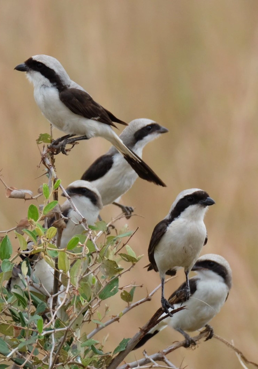 kidepo-valley-national-park-6