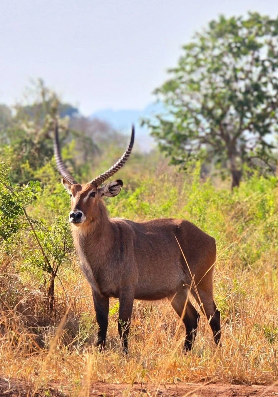 kidepo-valley-national-park-7