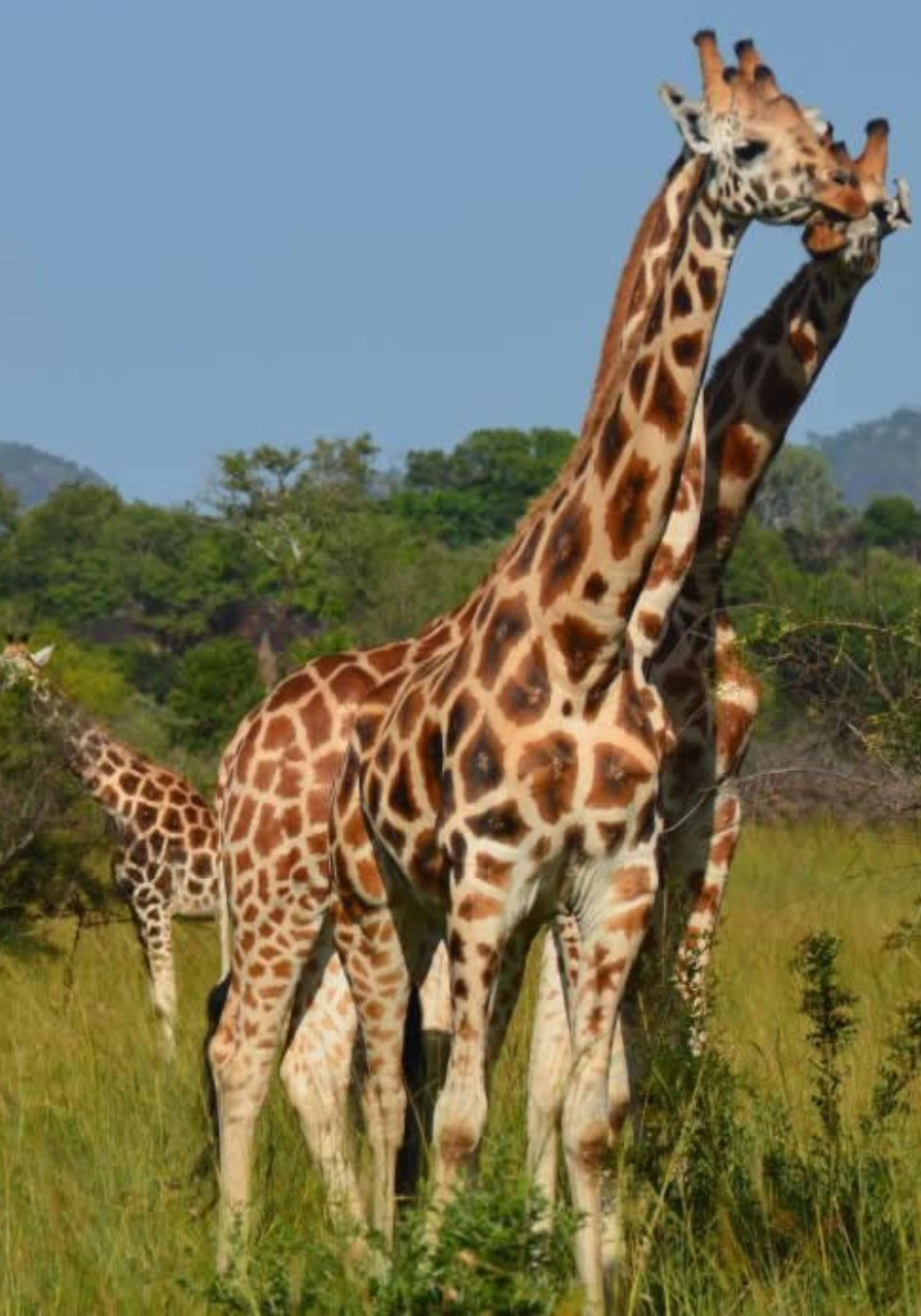 kidepo-valley-national-park-9