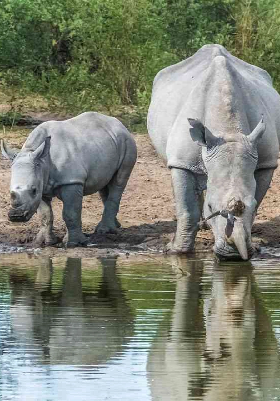 lake-nakuru-national-park-5 (1)