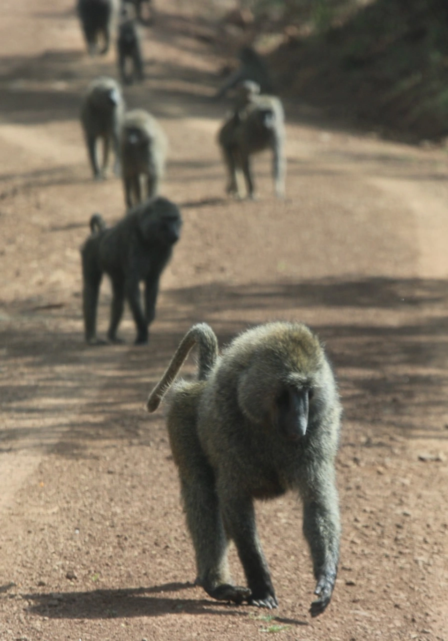 lake-nakuru-national-park-6 (1)