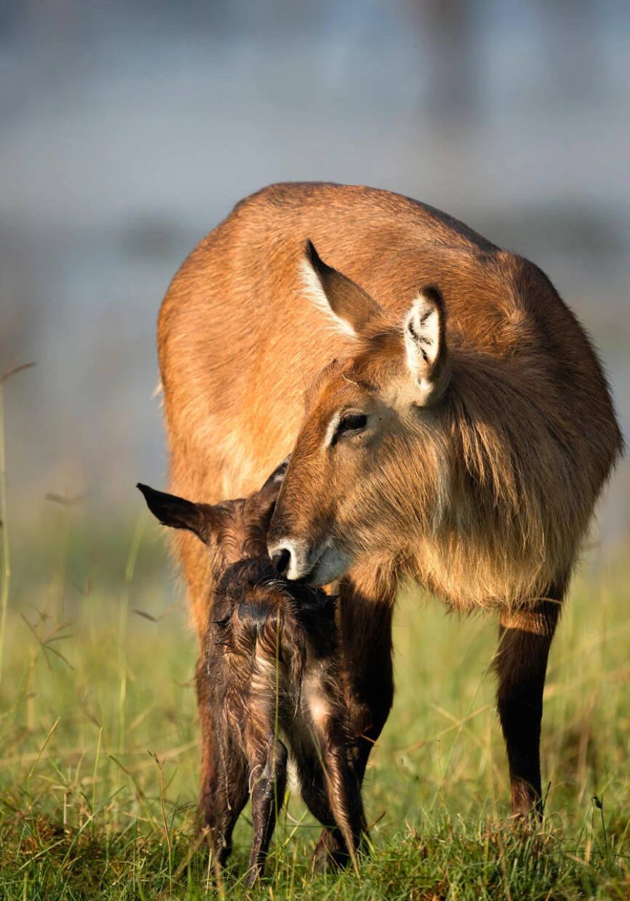 lake-nakuru-national-park-7 (1)