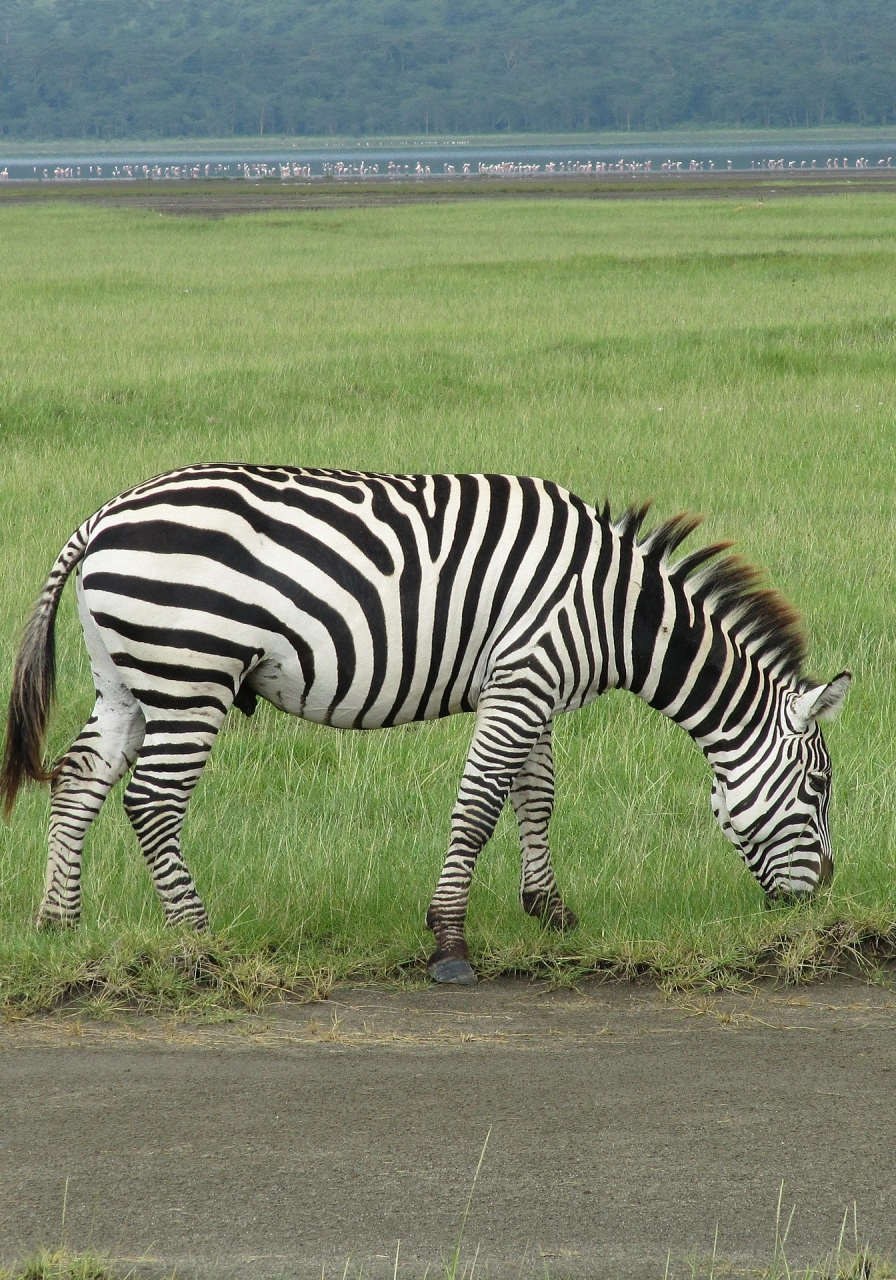 lake-nakuru-national-park-9 (1)