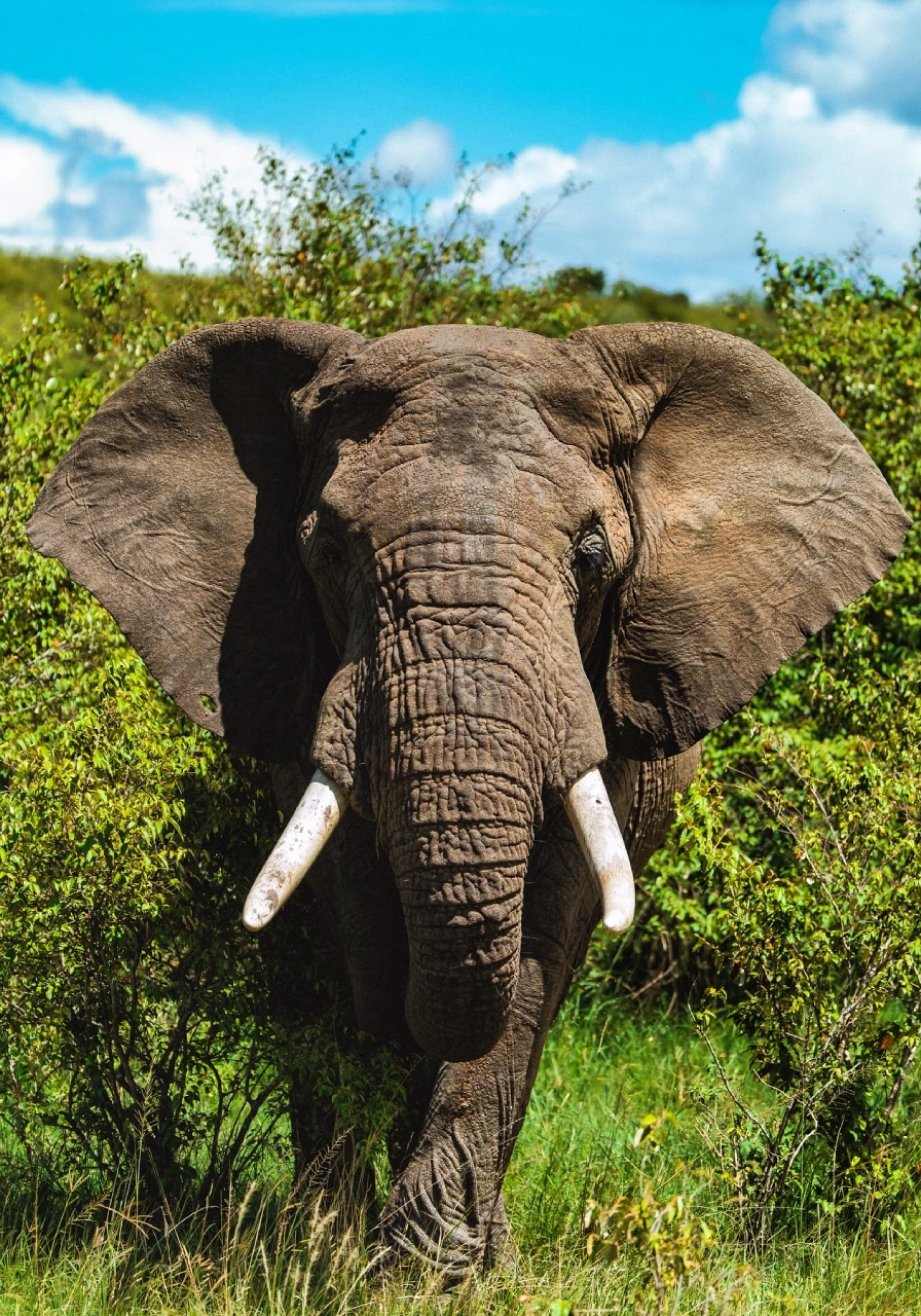 masai-mara-game-reserve-5