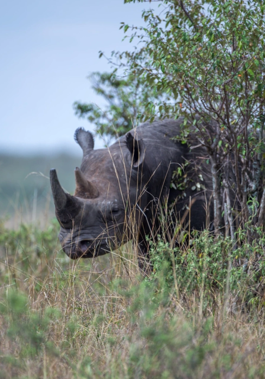 masai-mara-game-reserve-8 (1)