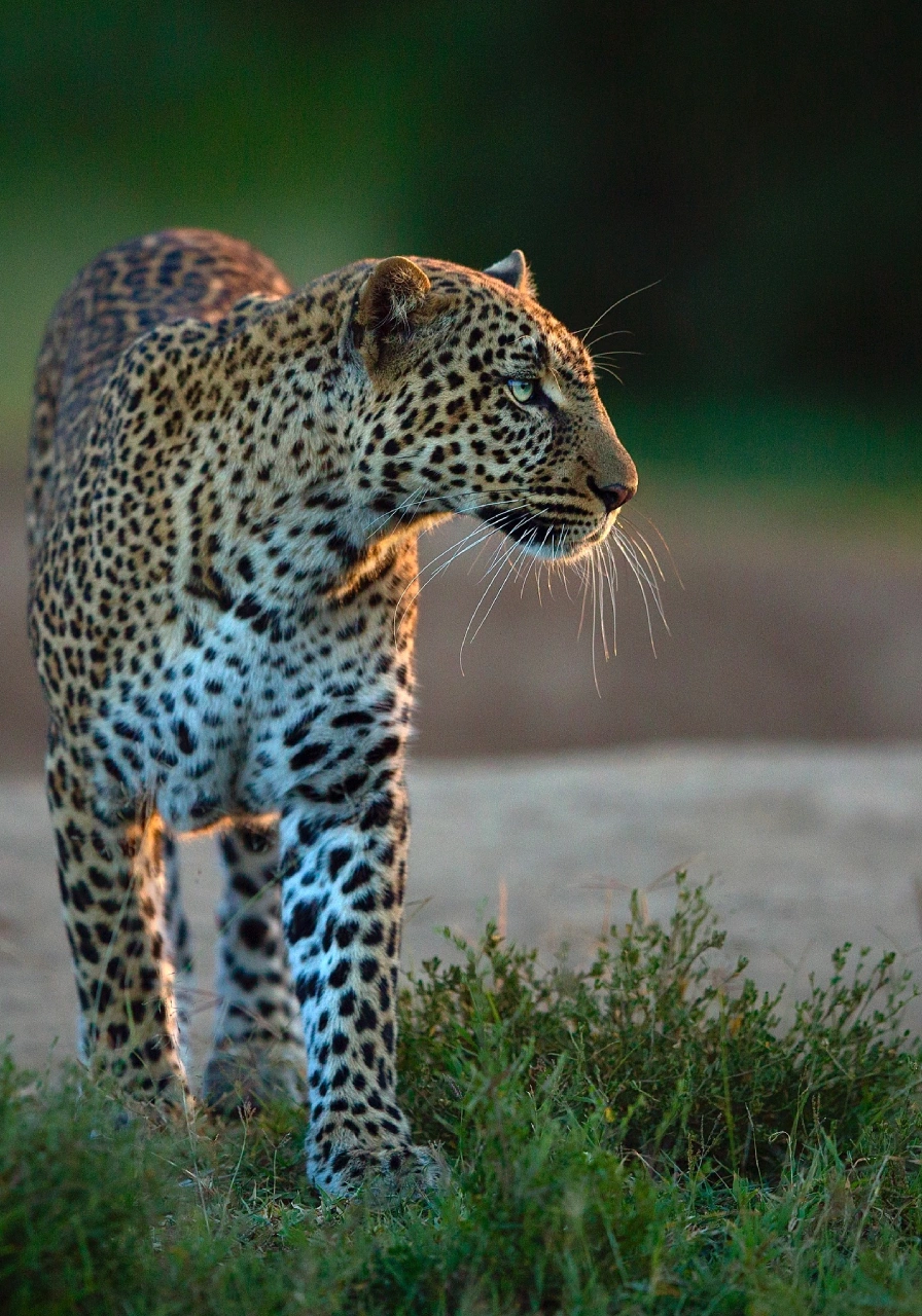 masai-mara-game-reserve-8