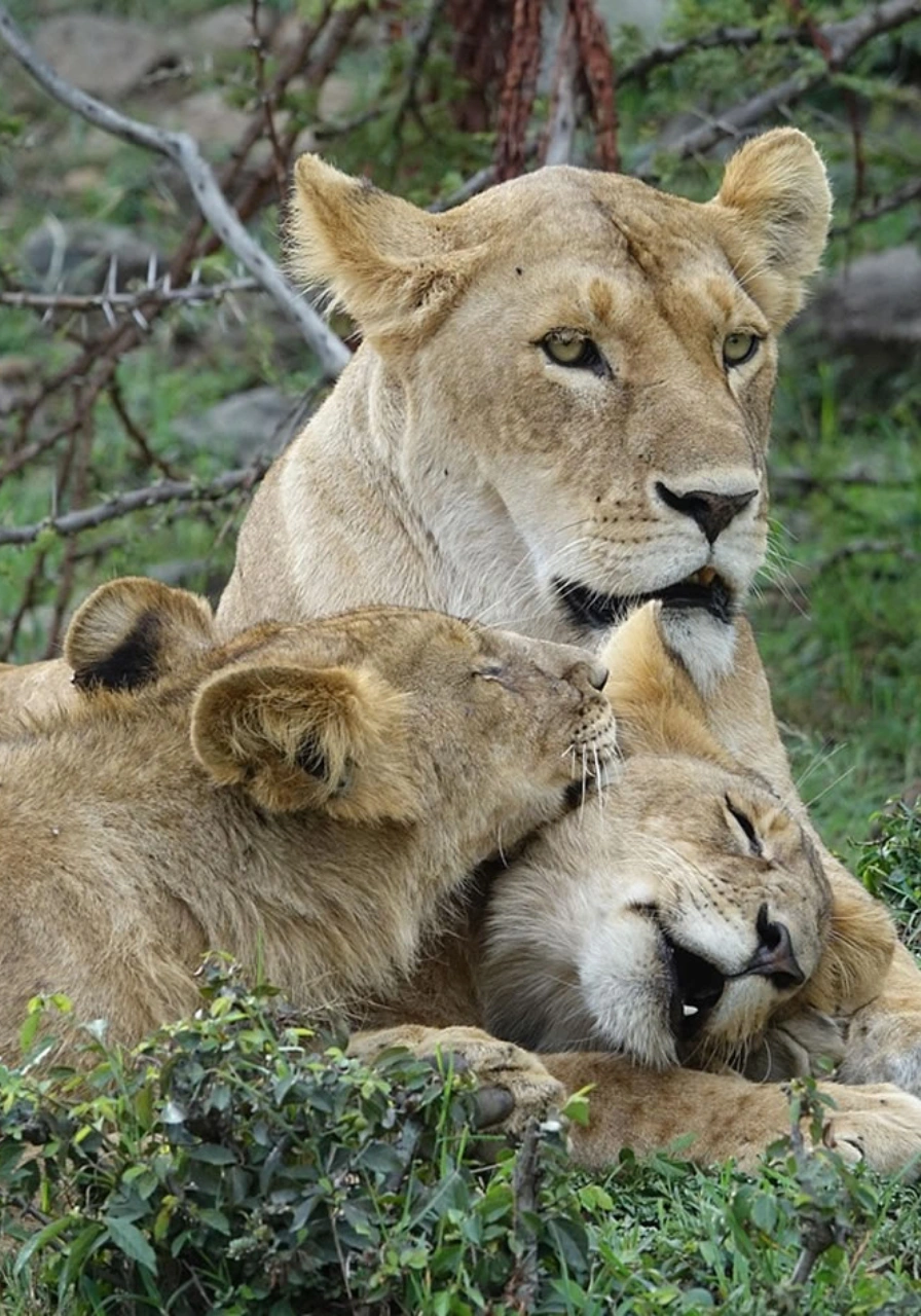 masai-mara-game-reserve-9