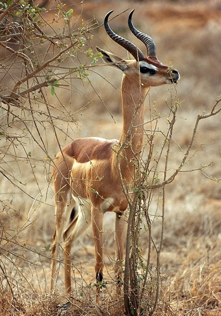 meru-national-park-5