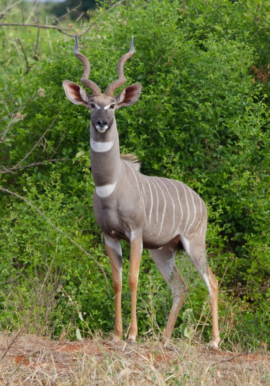 meru-national-park-6