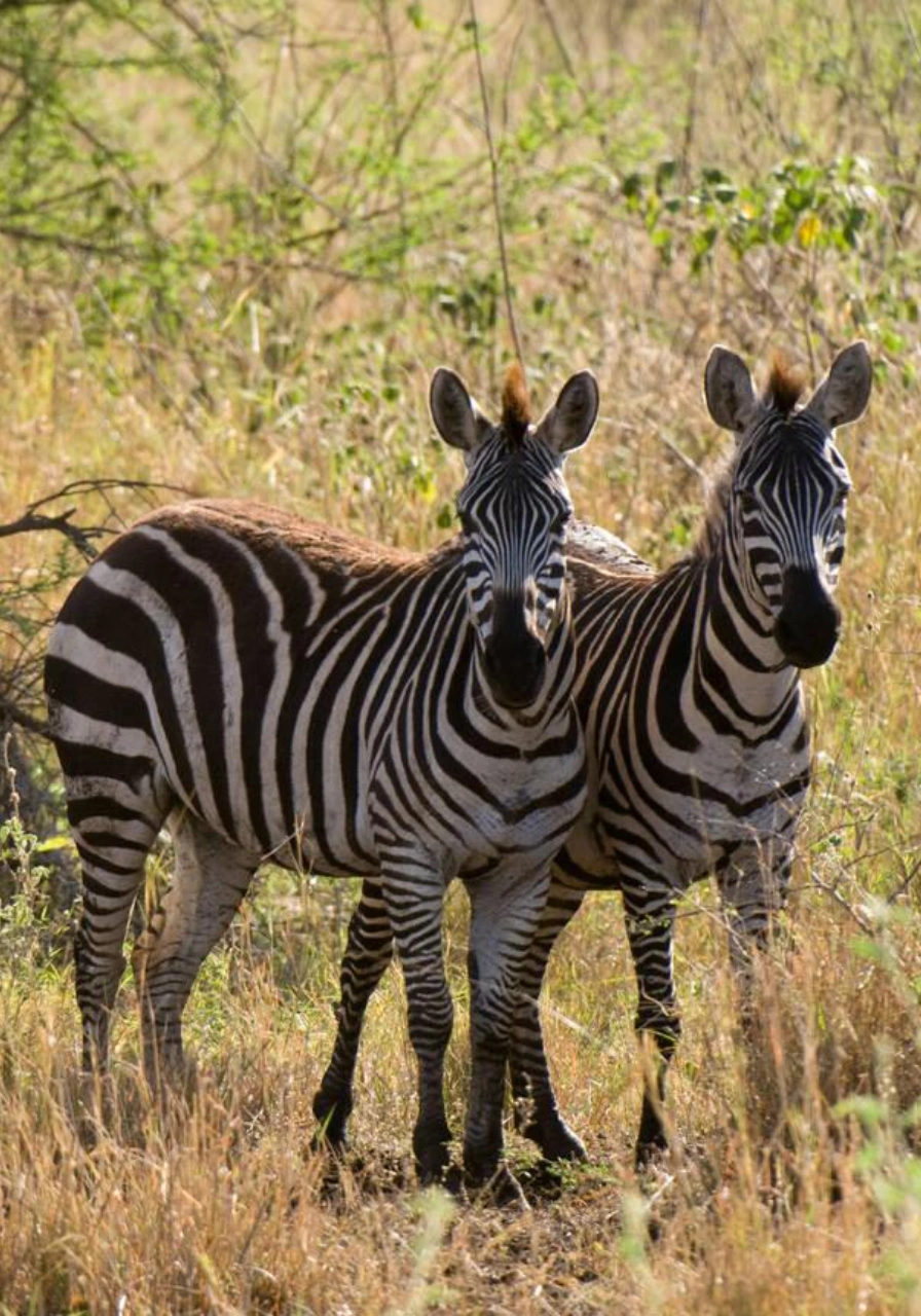 meru-national-park-7