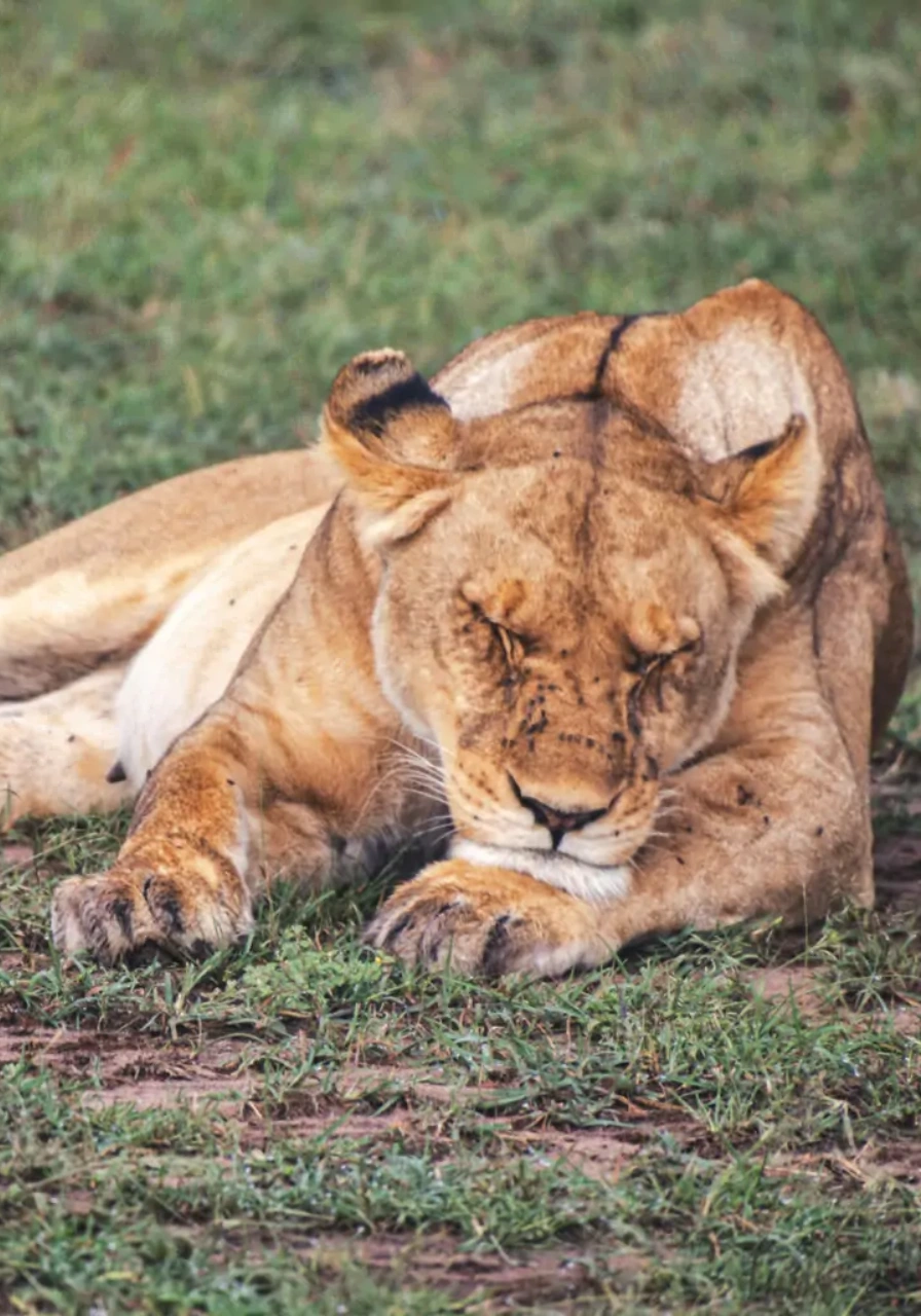 meru-national-park-8