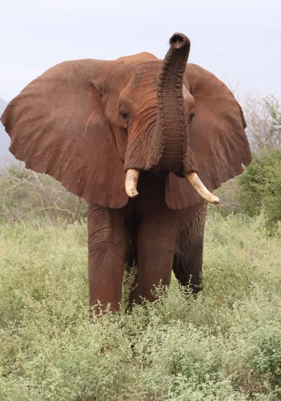 meru-national-park-9