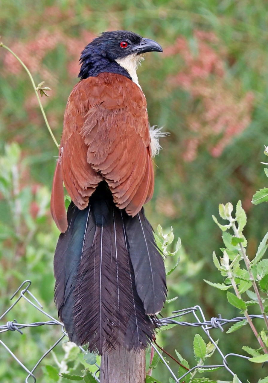mgahinga-gorilla-national-park-5
