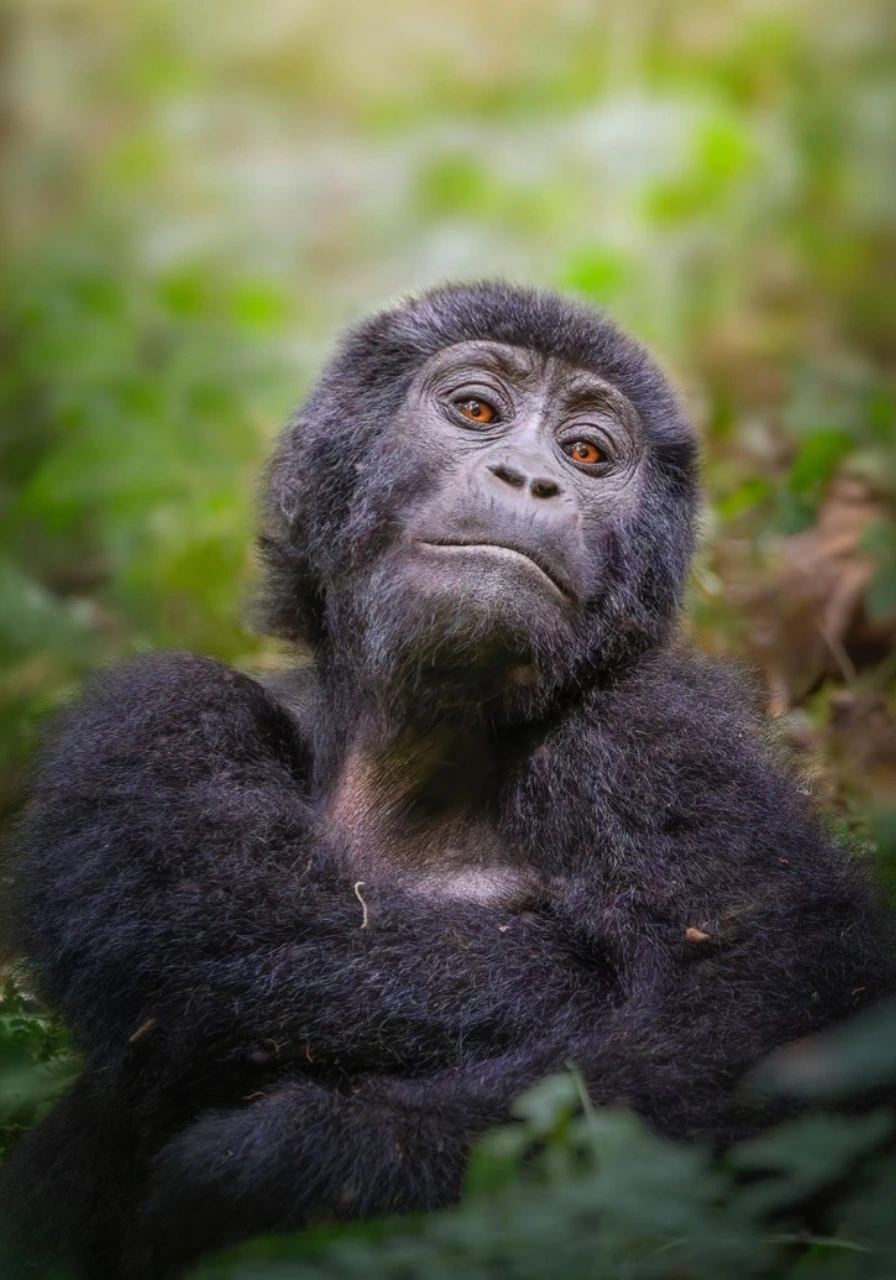 mgahinga-gorilla-national-park-6