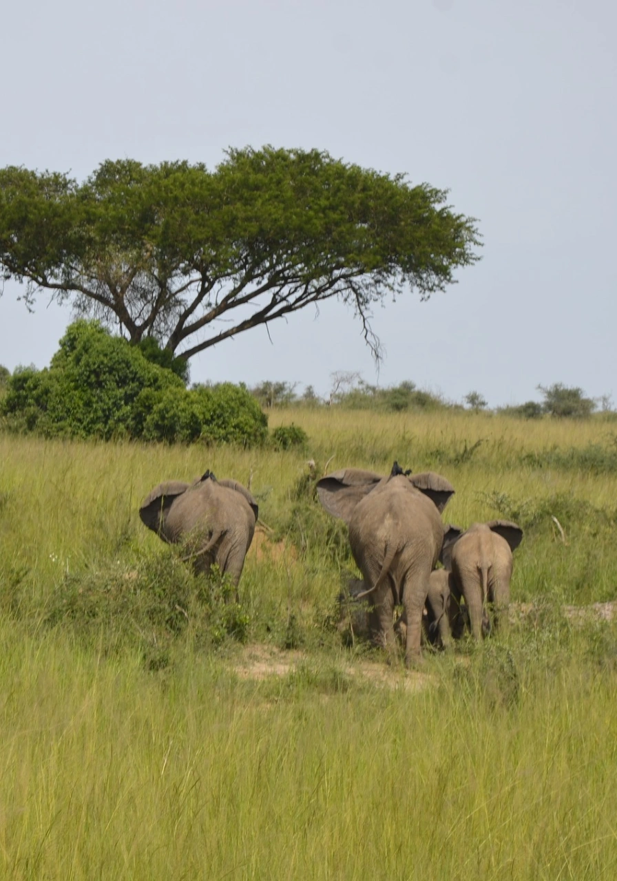 mgahinga-gorilla-national-park-8