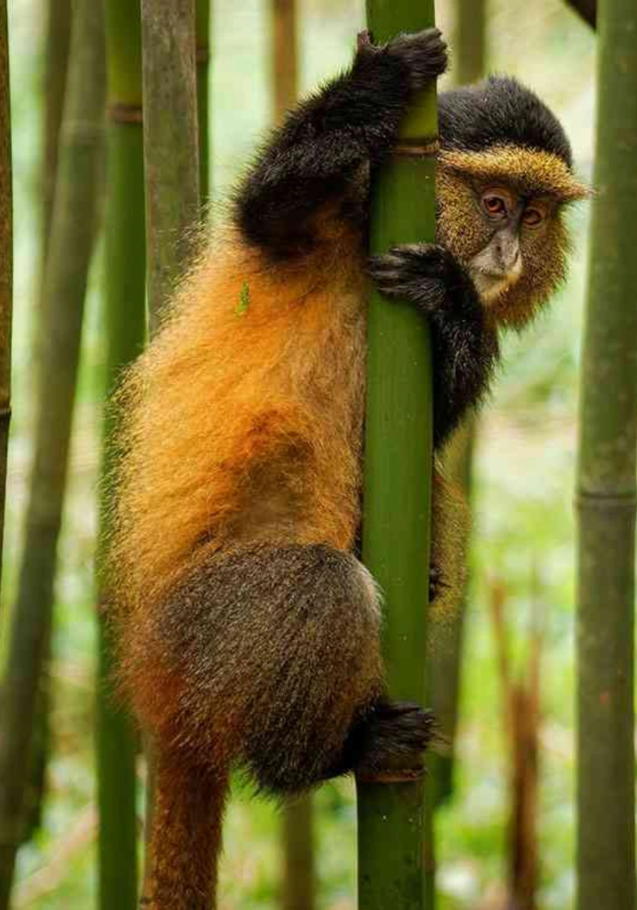 mgahinga-gorilla-national-park-9