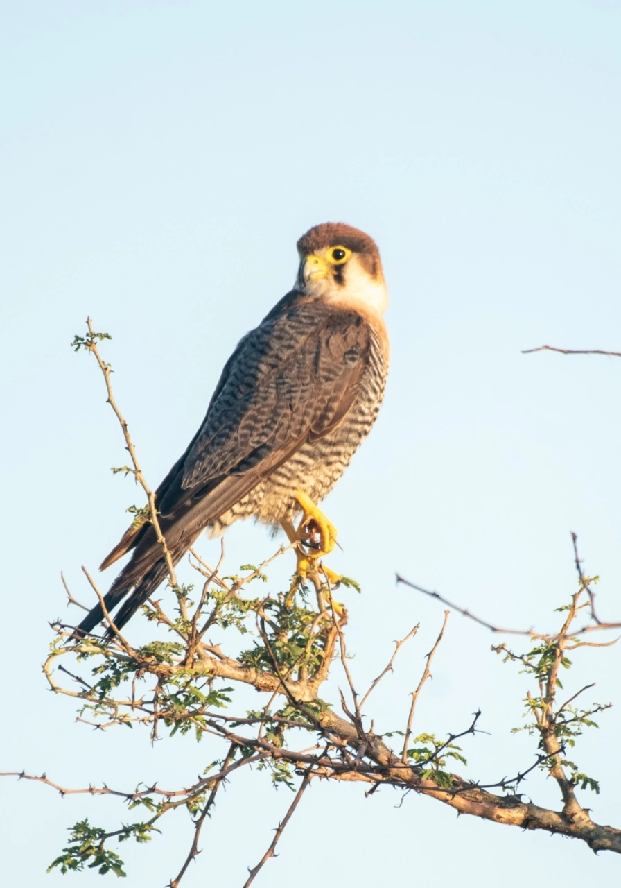 murchison-falls-national-park-5