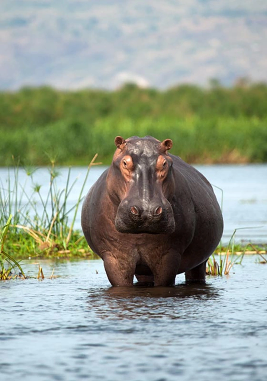 murchison-falls-national-park-6