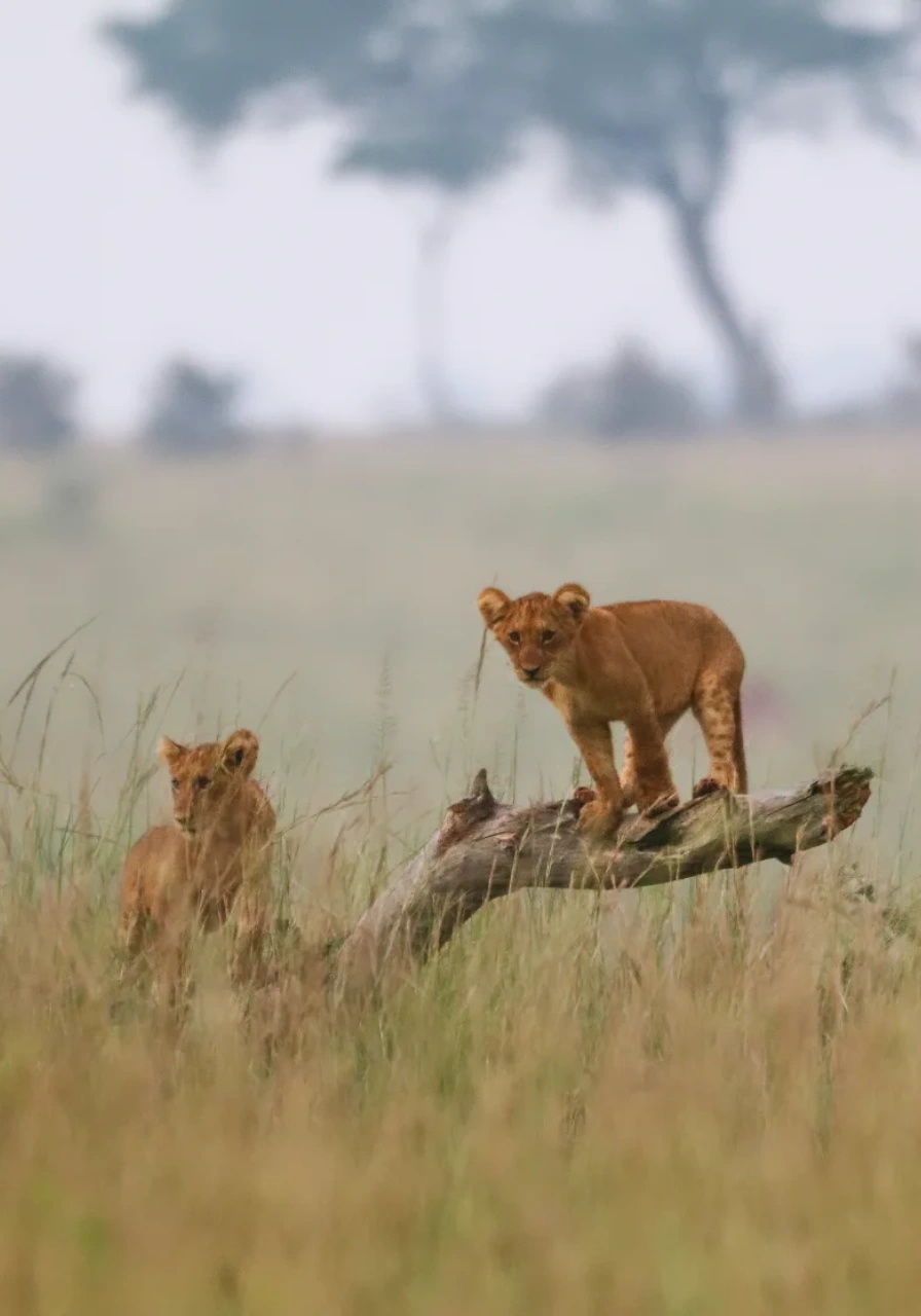 murchison-falls-national-park-8
