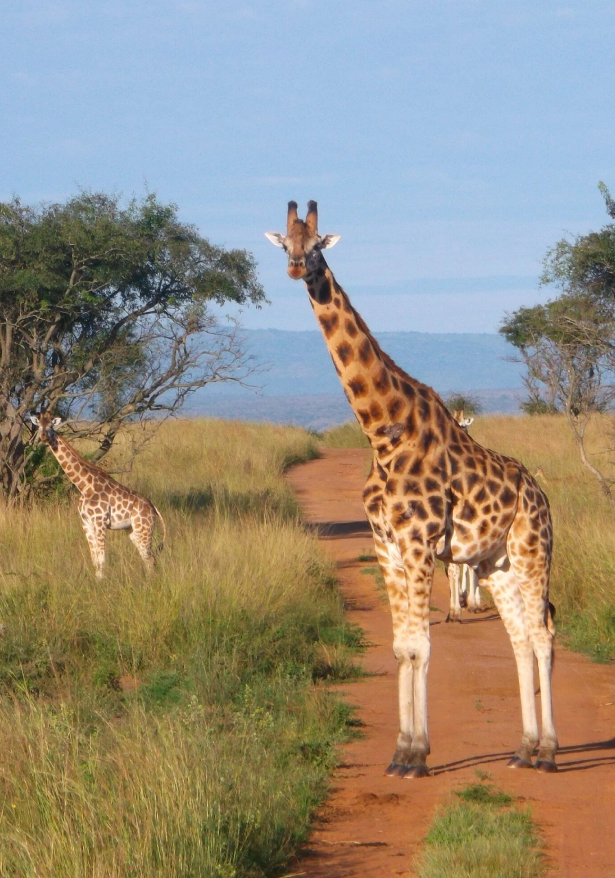 murchison-falls-national-park-9