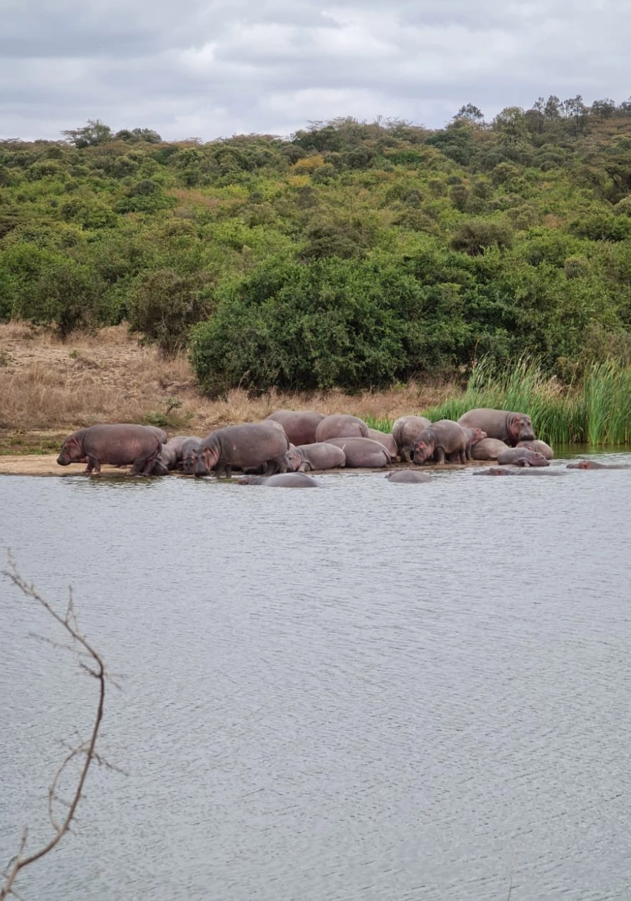 nairobi-national-park-5