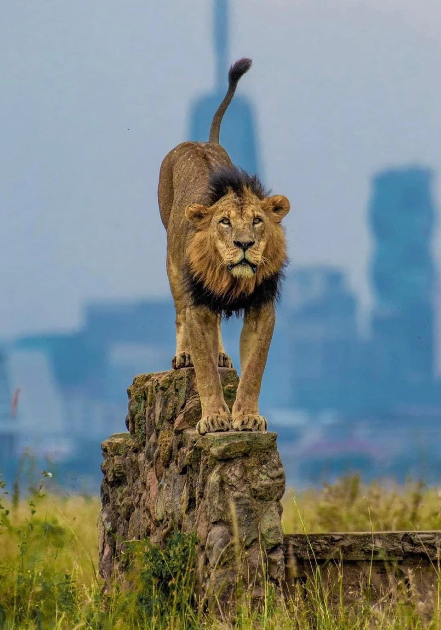 nairobi-national-park-6