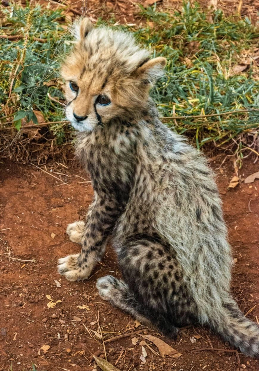 nairobi-national-park-7