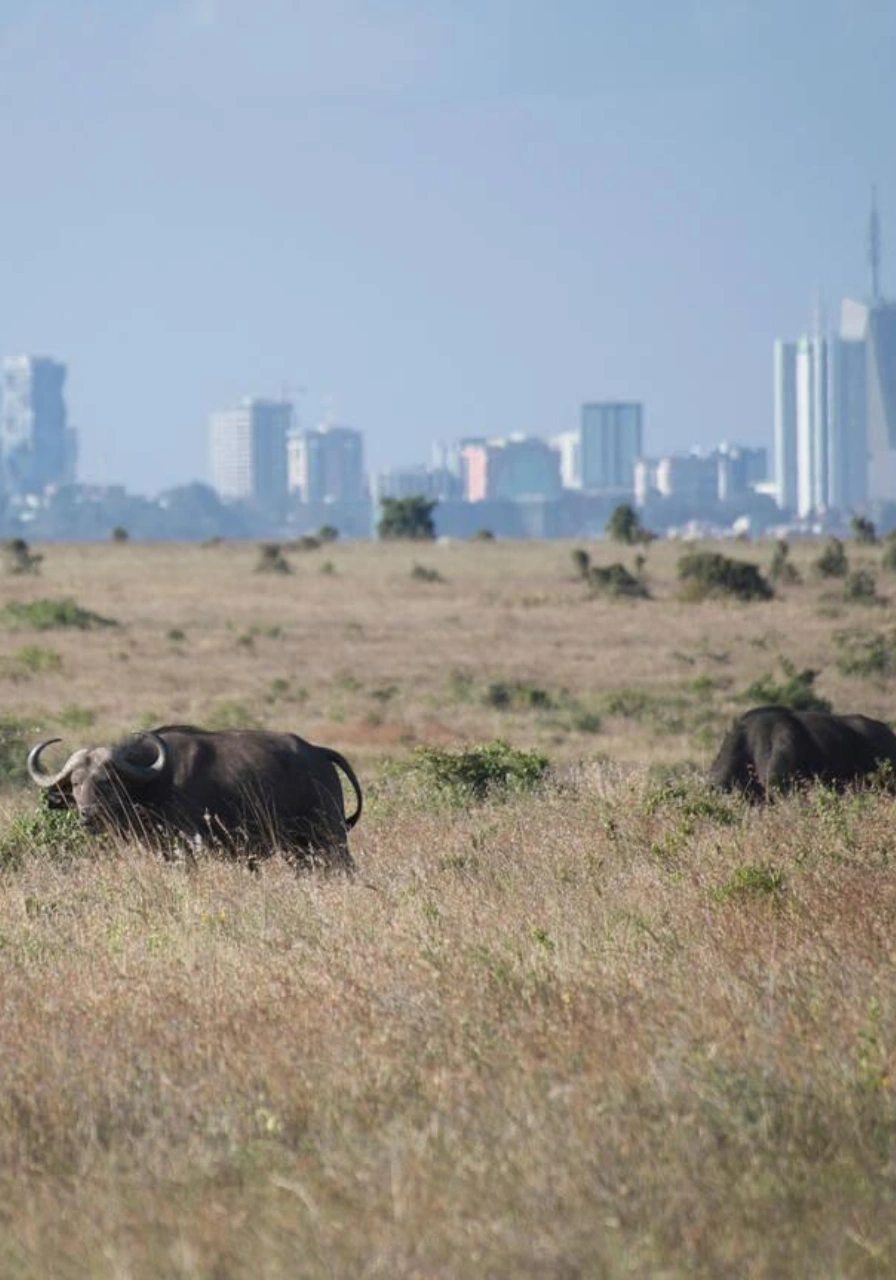 nairobi-national-park-8