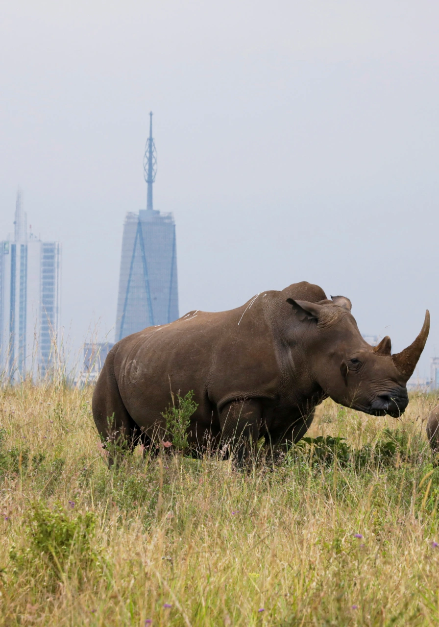 nairobi-national-park-9