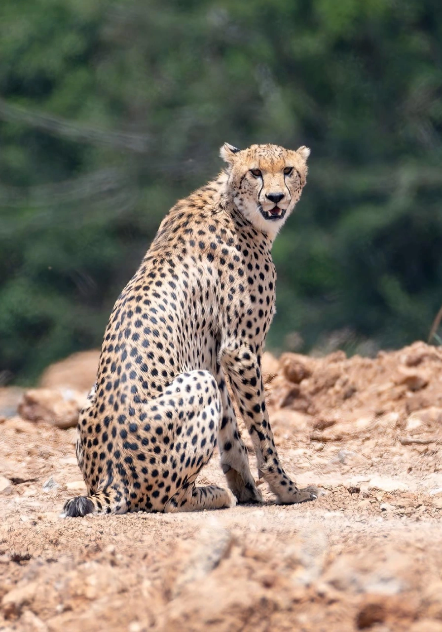 nairobi-national-park-day-trip-2