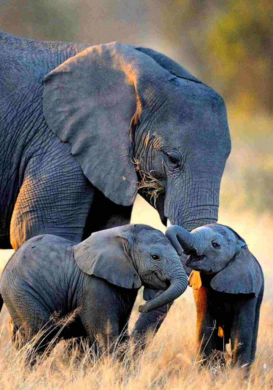 nairobi-national-park-day-trip-3