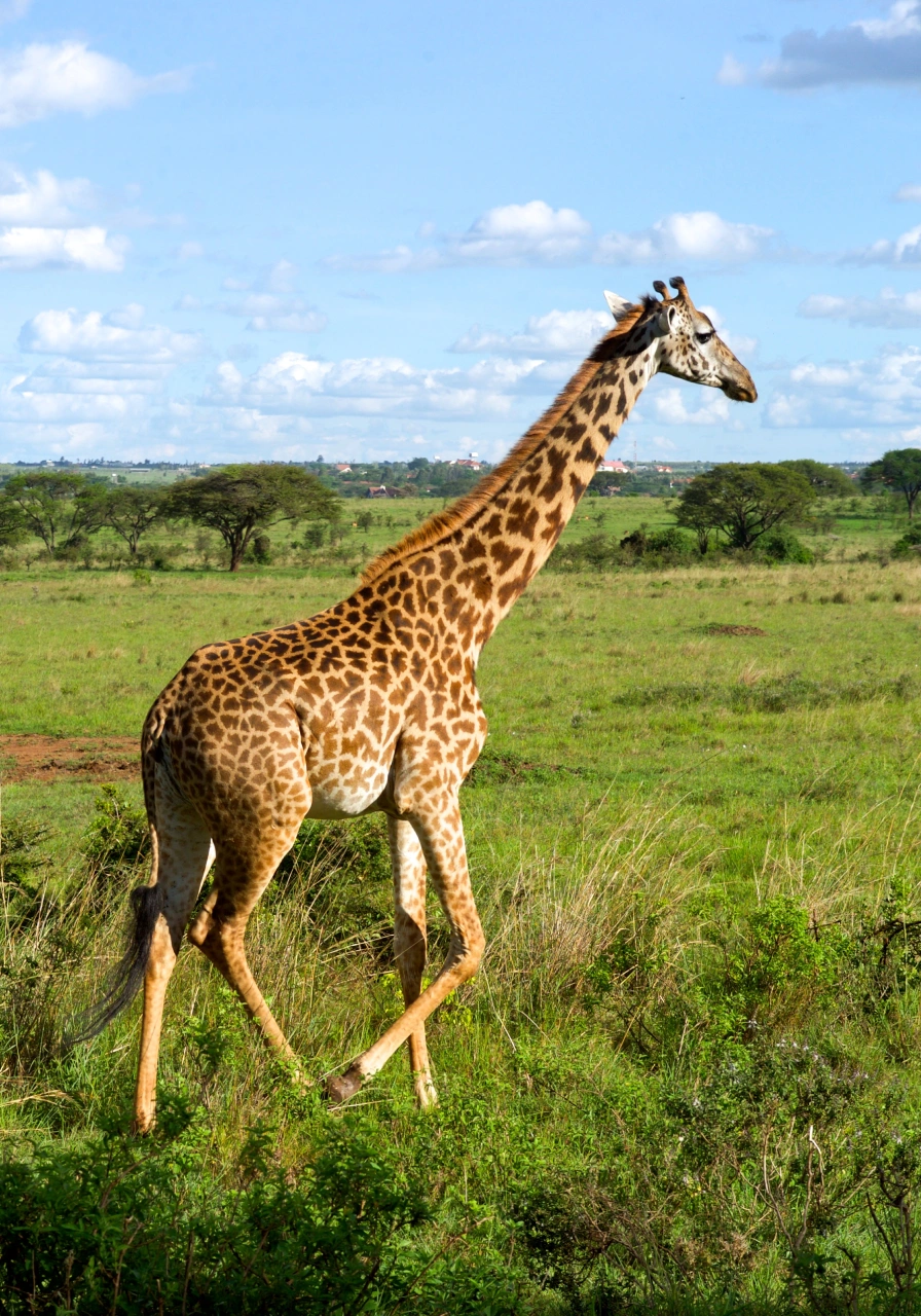 nairobi-national-park-day-trip-4