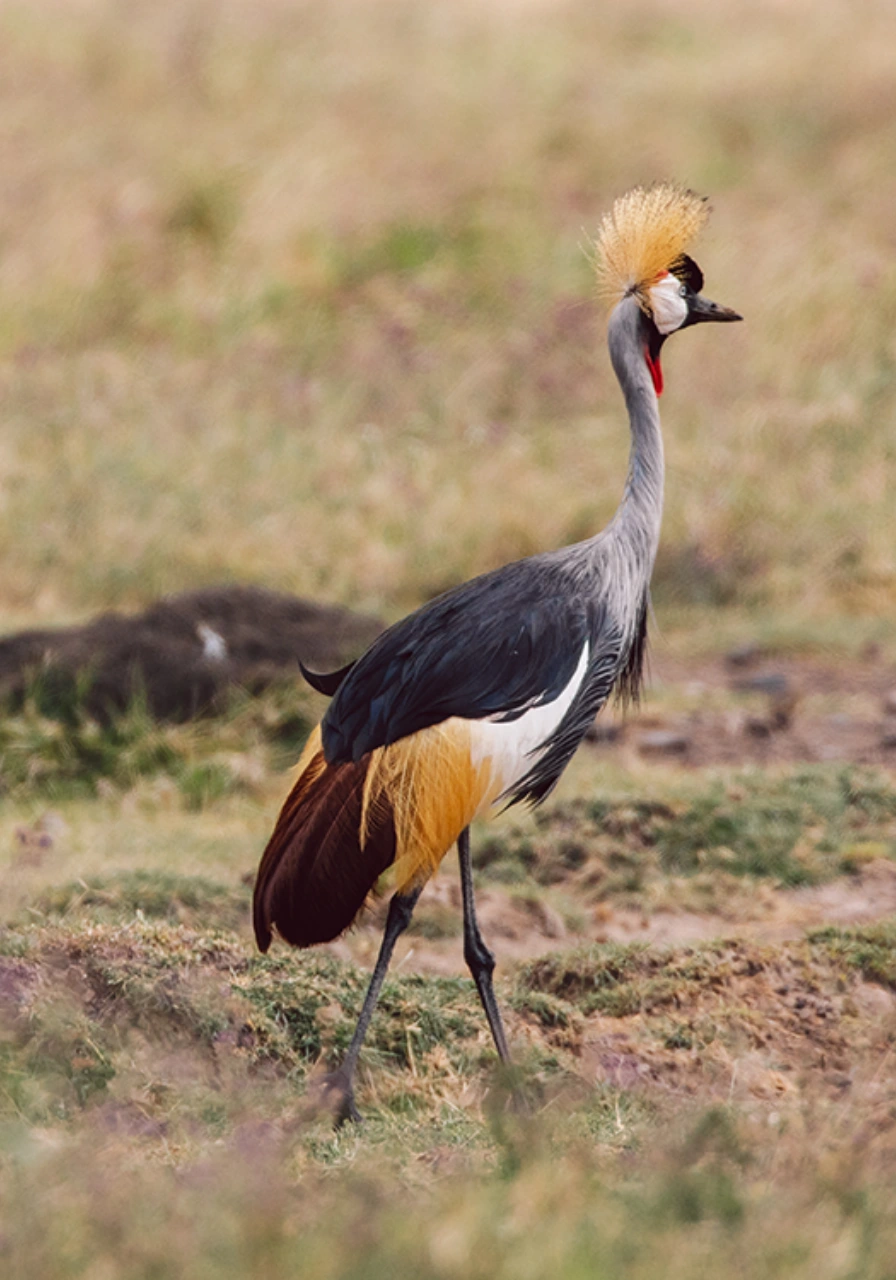 nairobi-national-park-day-trip-5