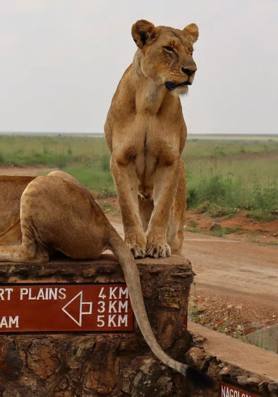 nairobi-national-park-day-trip-6