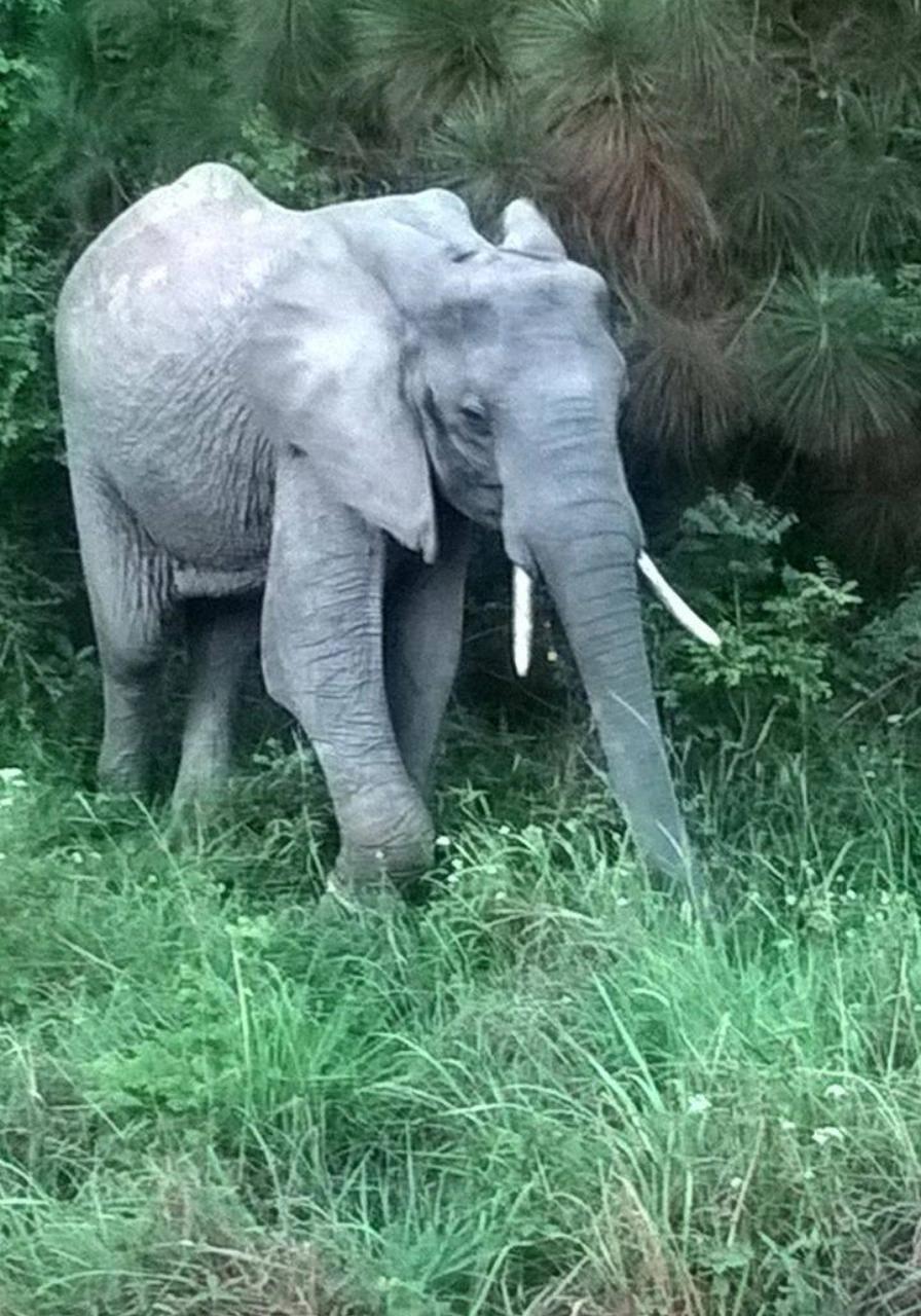 one-night-at-shimba-forest-lodge-3