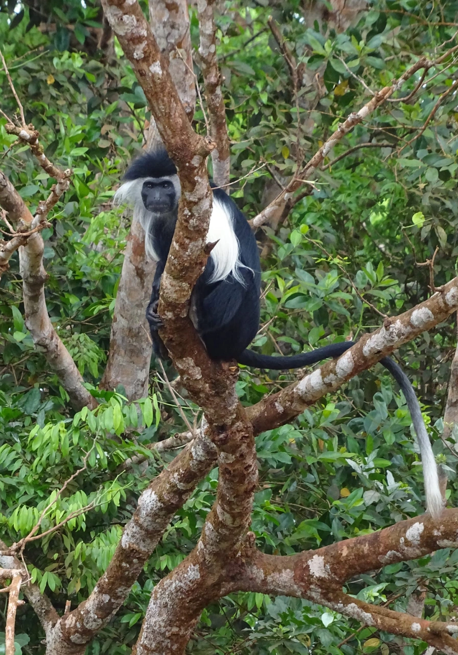 one-night-at-shimba-forest-lodge-4