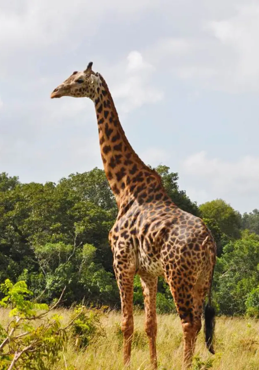 one-night-at-shimba-forest-lodge-6