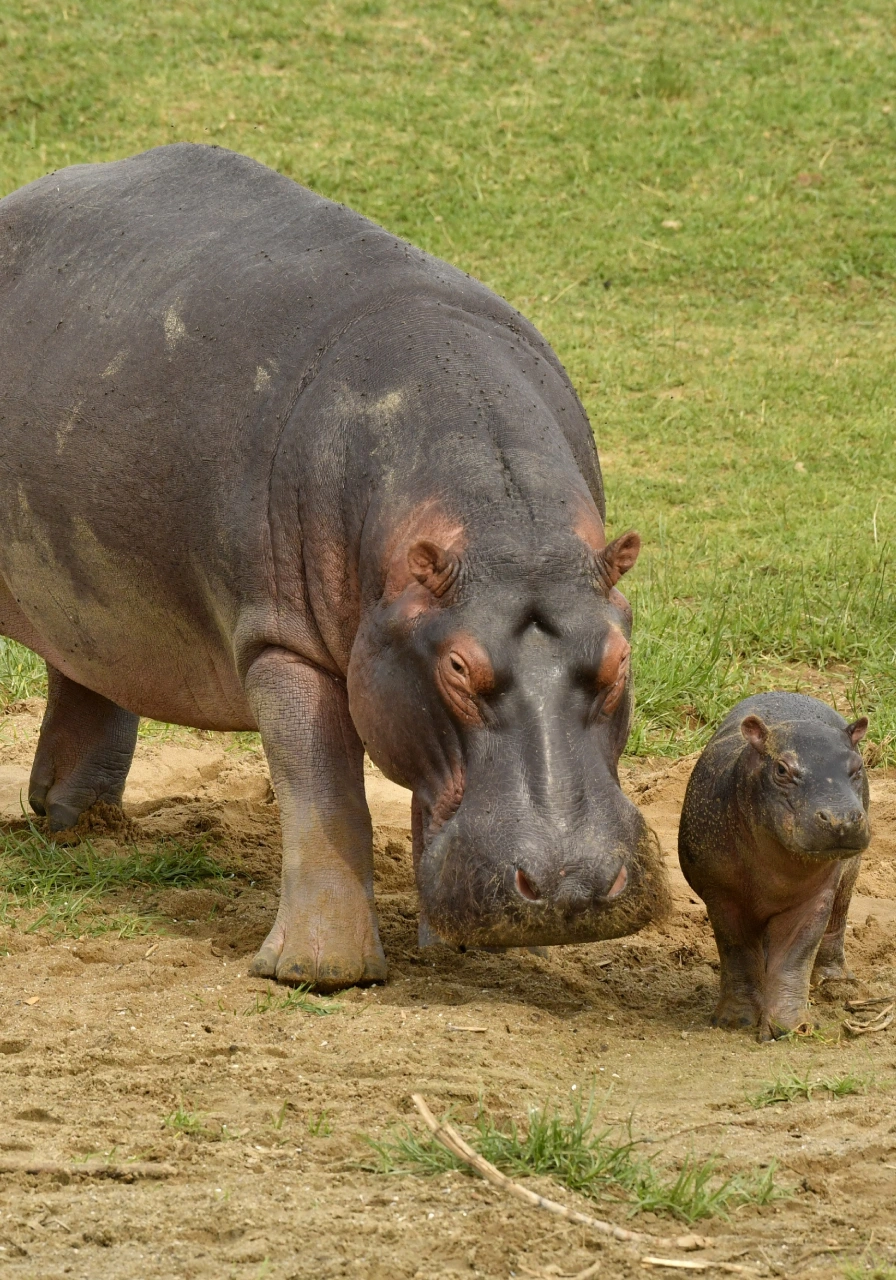 queen-elizabeth-national-park-5