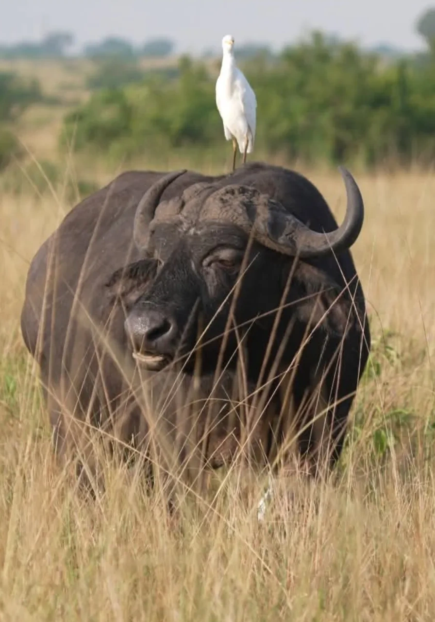 queen-elizabeth-national-park-6