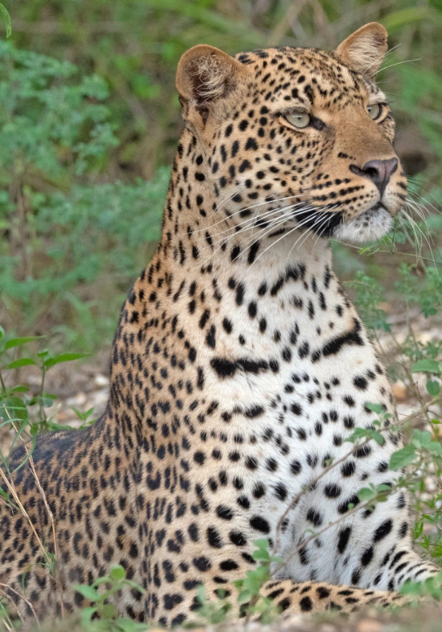 queen-elizabeth-national-park-8