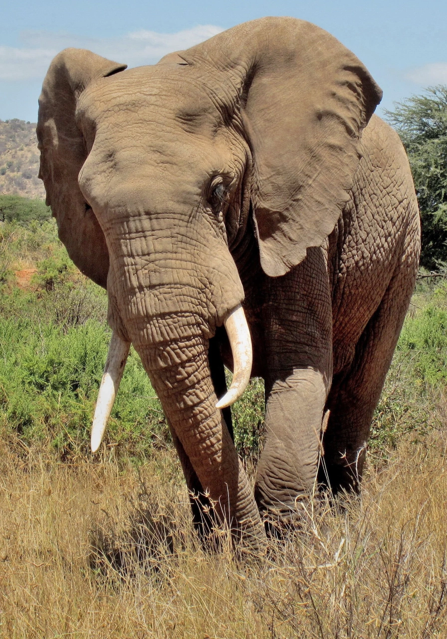 samburu-game-reserve-5 (1)