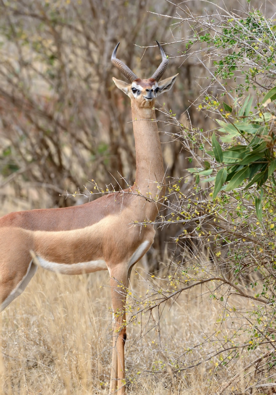 samburu-game-reserve-6 (1)