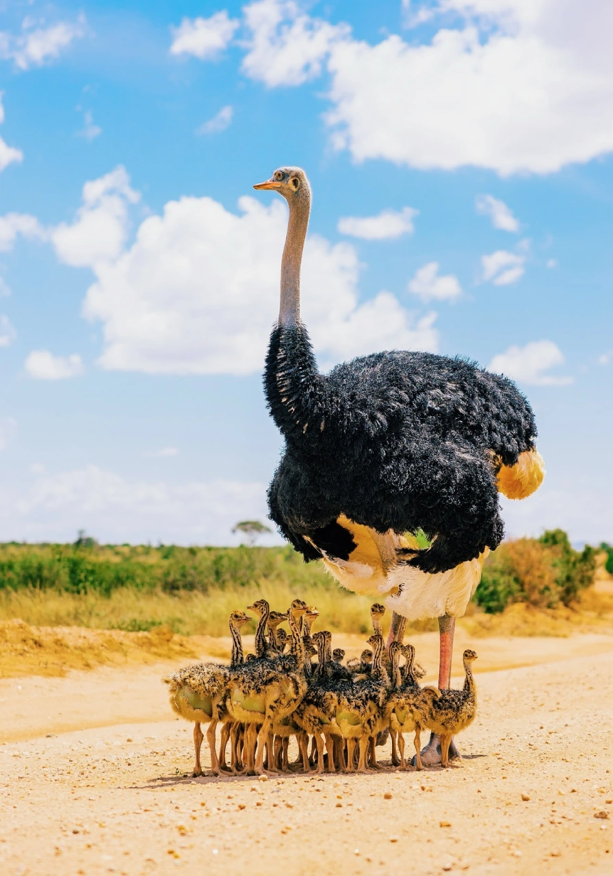 samburu-game-reserve-7 (1)