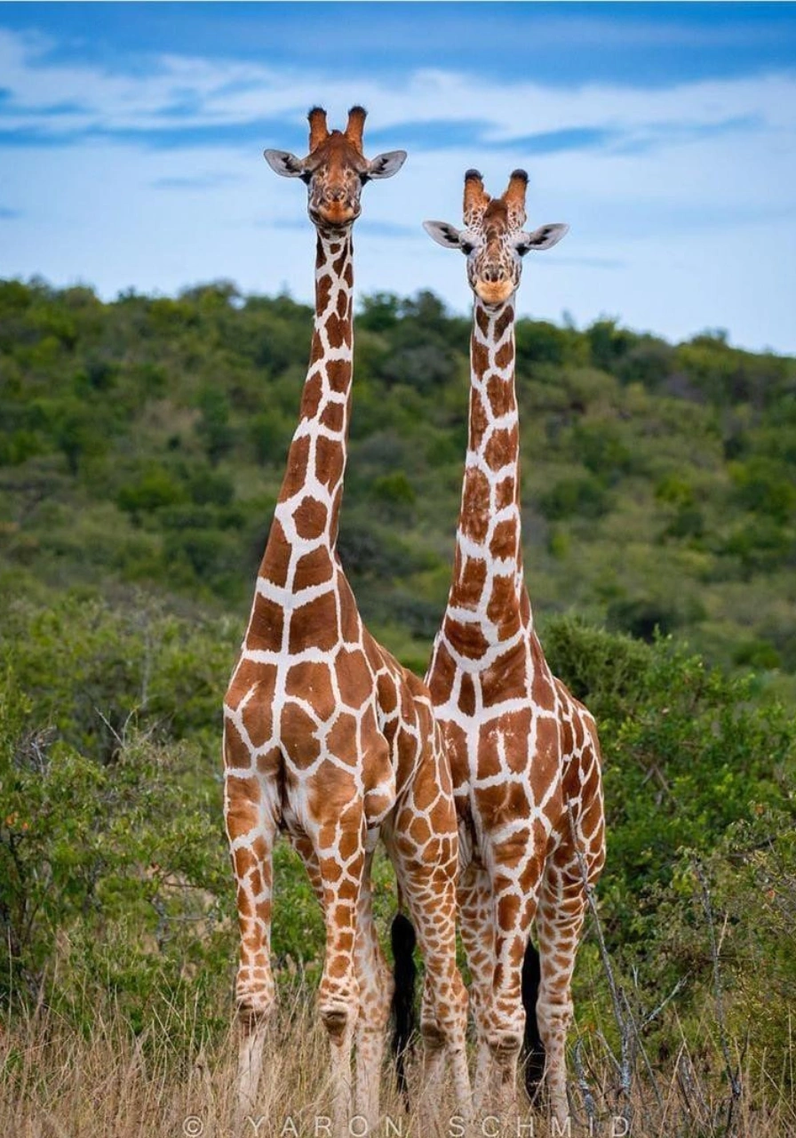 samburu-game-reserve-8 (1)