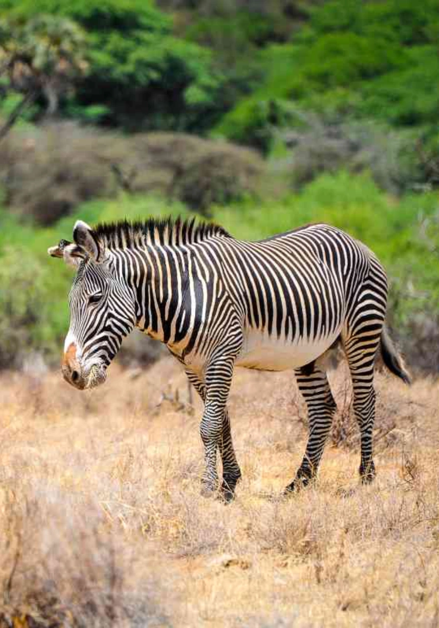 samburu-game-reserve-9 (1)